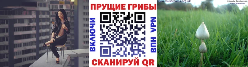 Купить  Каменск-Шахтинский  Псилоцибиновые грибы Psilocybe 